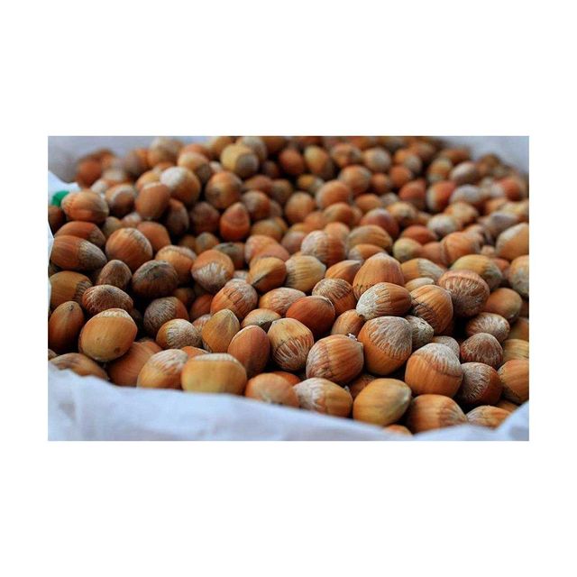 Wholesale Supplier Hazelnuts For Sale In Cheap Price - Image 2