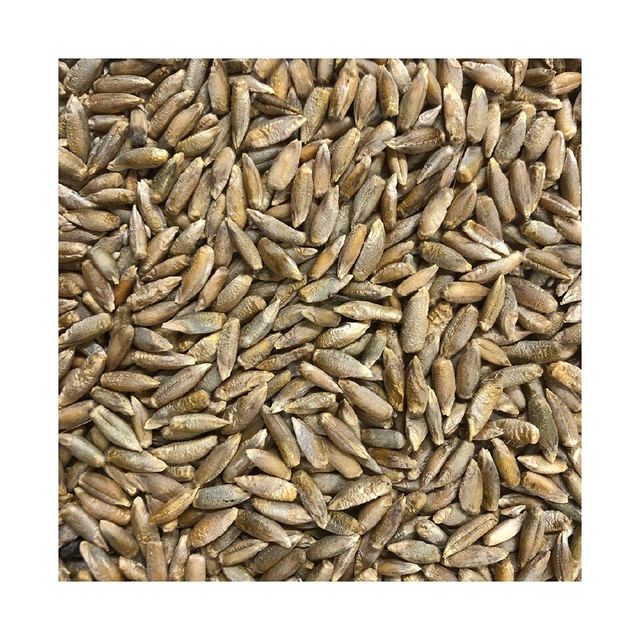 Wholesale rye grain bulk supply for flour mills and food industry - Image 2