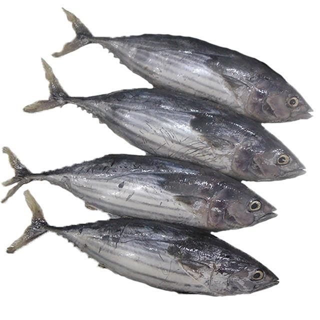 Frozen Skipjack Tuna Fish 95% Quality Assured Marine Product For Wholesale Seafood Supply And Global Delivery - Image 3
