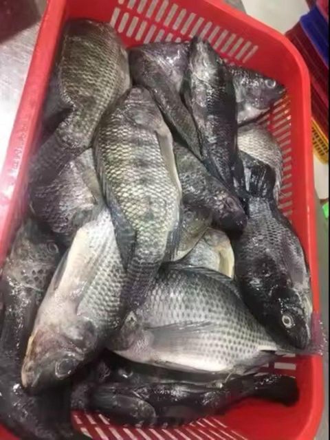 Best Quality Frozen Farm Raised Tilapia Fresh Water Fish Exporters Wholesale Price - Image 4
