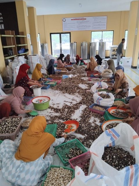 Candlenut Flavor Distinctive Savory Flavor Quality Assurance Guaranteed Quality Origin Lombok And Sumbawa, Indonesia Processing Method Modern Drying And Multi-stage - Image 3