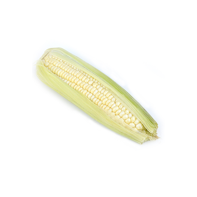 Dried white corn available for supermarkets and grain markets - Image 3