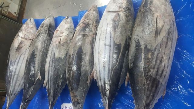 frozen yellowfin Tuna - Image 1