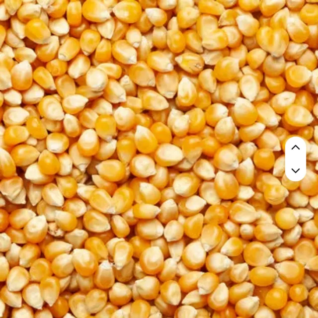 Superior Yellow Maize Corn Dried Kernels For Food Processing And Livestock - Image 2