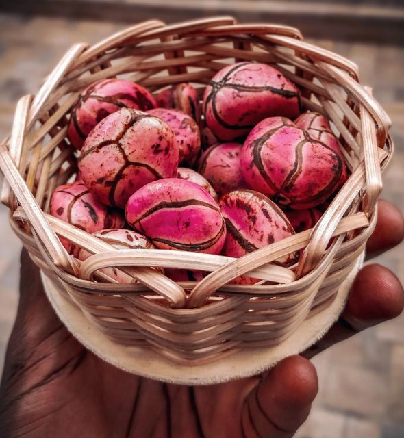 Export Kola Nuts Premium Grade Whole Seeds Clean Fresh High Quality Strong Aroma Suitable For International Buyers And Bulk Supply Buy Now Fast Delivery Premium Quality Wholesale - Image 3