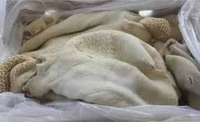 Frozen Beef Omasum - Image 2