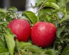 Fresh Pink Lady Apples Growth Habit Spreading Fruit Size Medium-large Aroma Mild Fruity/floral Availability Period Fall–spring - Image 1