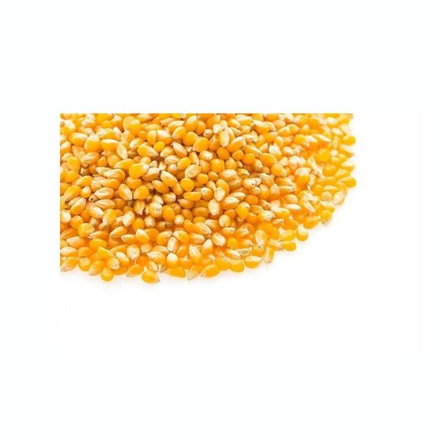 Fresh yellow corn offered in bulk with high nutrition and consistent size - Image 3