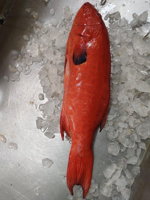 Red grouper - Image 2