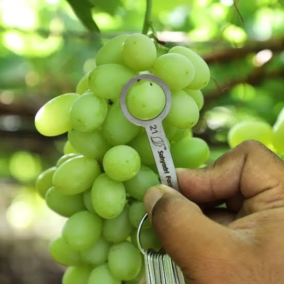 Grapes Color Varied Quality 100% Texture Fresh Flavor Natural Packaging Tray Handling Method Handpicked And Carefully Handled - Image 1