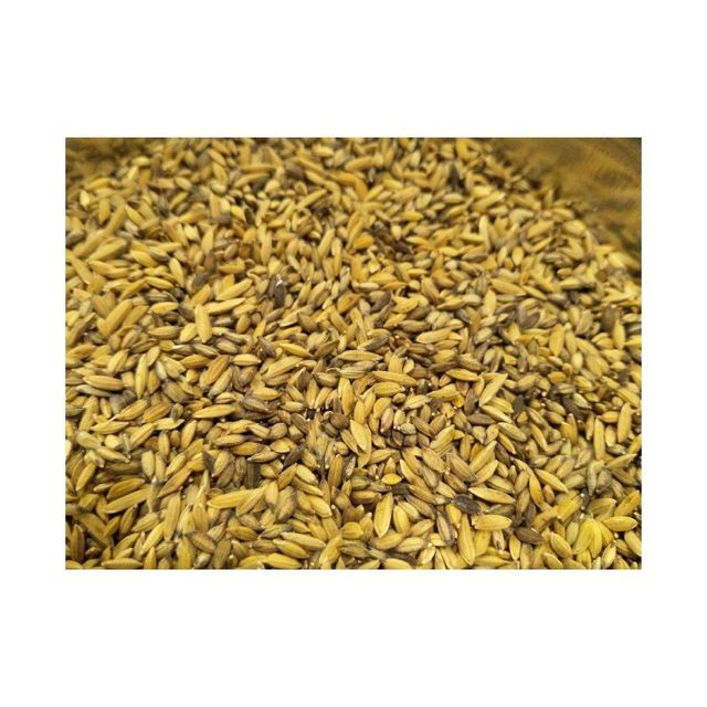 Bulk canary seeds wholesale supply at competitive cheap prices - Image 3