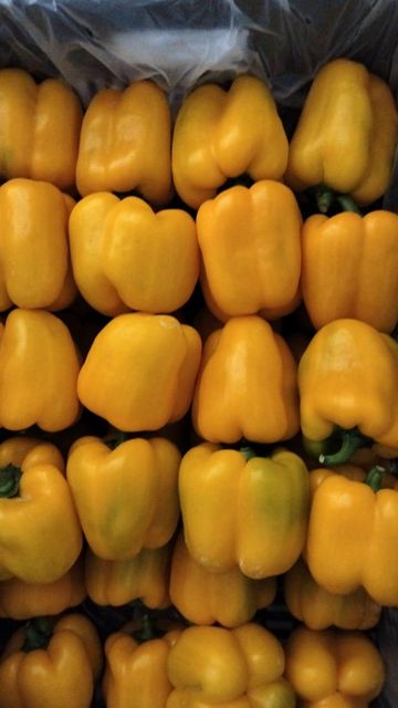 Premium Fresh Mixed Bell Pepper (Red & Yellow) - Export Quality - Image 3