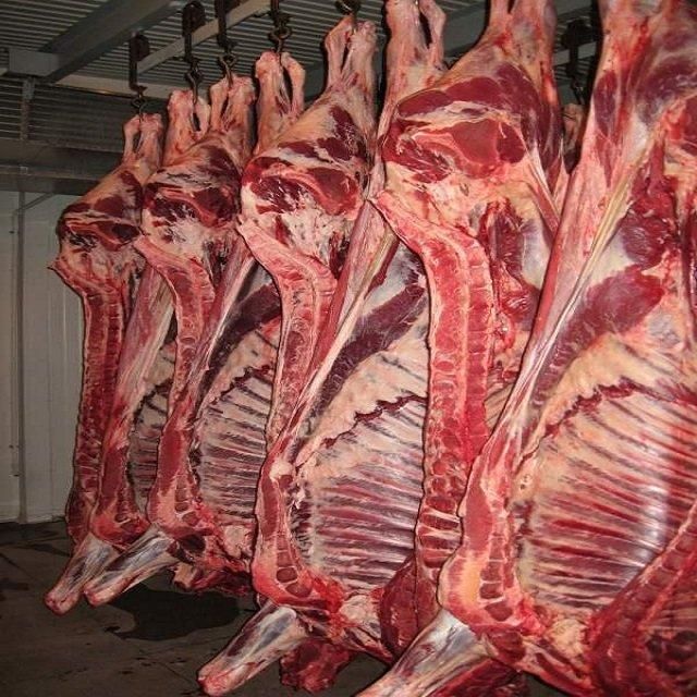 Premium Frozen Beef Carcass for Food Processing Restaurants Wholesale Supply with Consistent Quality - Image 3