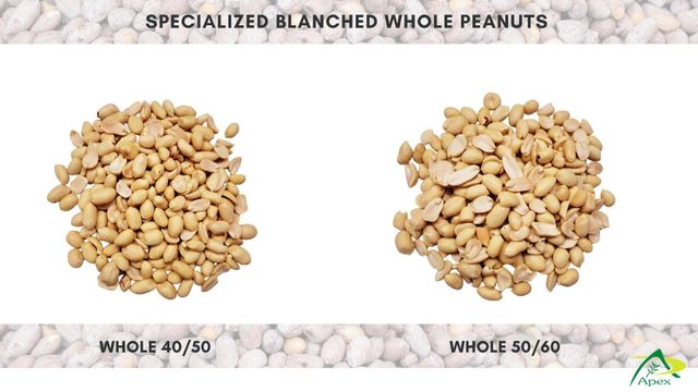 Blanched Peanut 4050, Blanched Peanut 40 50, Blanched Peanut Whole 4050 ,Peanut, Peanuts, Arachis hypogaea, Blanched Peanut Whole Blanched Peanut Kernels, Blanched Peanut , Indian Blanched Peanuts, Indian Blanched Peanuts, Peanuts Kernels, Peanut With Shell, Peanuts, Indian Peanuts, Blanched Peanut Supplier From India. - Image 2