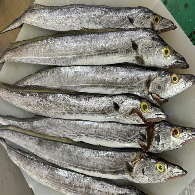 Wholesale Low Price High Quality Whole Dry Frozen Ribbon Fish HACCP & ISO Certified Bulk Pack 10kg - Image 1