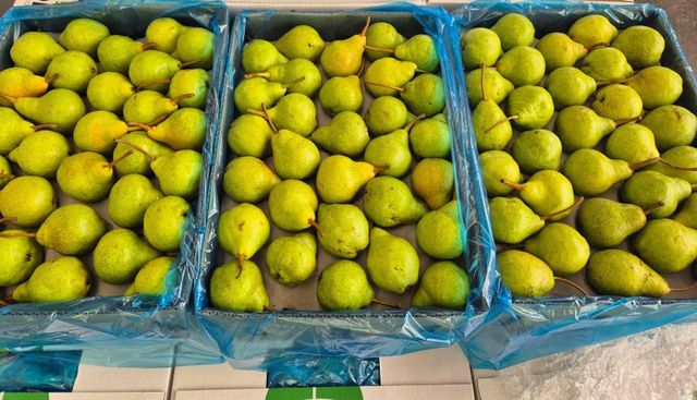 Quality Fresh Pears for sale Organic Yes Origin South Africa Harvest Condition At Peak Ripeness Harvest Timing Harvested At Peak Ripeness - Image 3