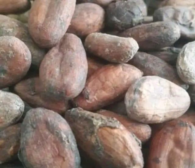 Sun Dried Cocoa Beans Whassapp +237671503419 - Image 2