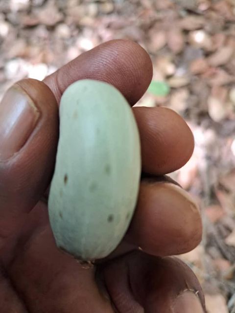 Raw Cashew Nut Product Type Nuts Grade WW240, WW320 Crop Year 2025/2026 Port Dakar, Senegal Origin Guinea-bissau Foreign Matter Max 0.5% - Image 4