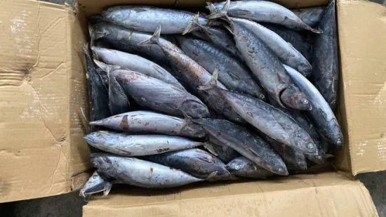 Frozen Bonito Tuna Fish Origin China HS Code 030354 Model NO. Bonito Resource Cultured Trademark Healsea Shelf Life >12 - Image 1