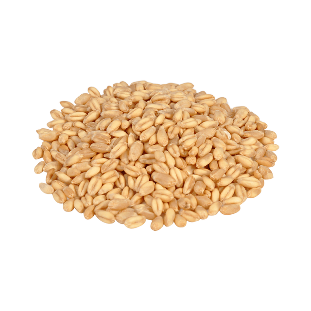 Bulk durum wheat positioned for discount price procurement and distribution - Image 2