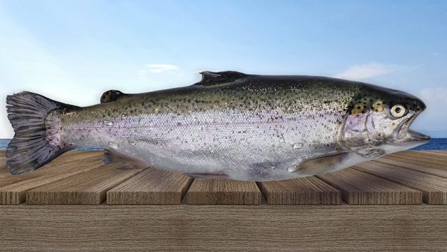 Rainbow Trout - Image 1
