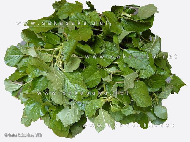 Frozen Amaranth Leaves (Biteku) - Image 5