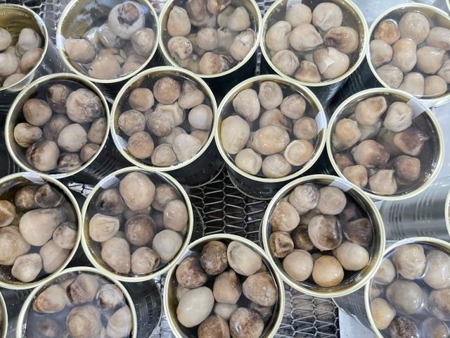 Canned Straw Mushroom Dry Weight 210g Net Weight 425g Packaging Quantity 24 - Image 3