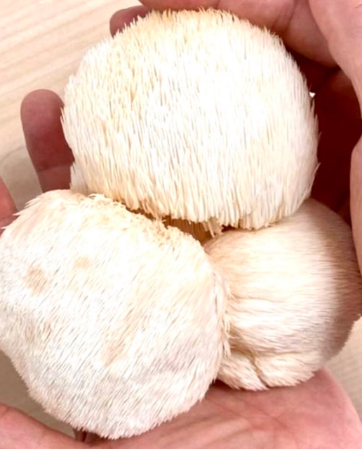BEST FRESH LION'S MANE MUSHROOMS, Fresh Unique Appearance Lion's Mane Mushroom - Image 1