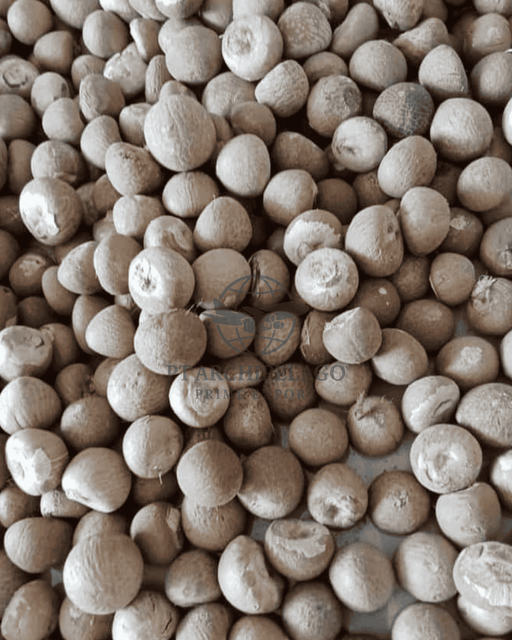 betel nut whole / a betel nut Quality High Type Whole Betel Nut Ingredients Betel Nut Packaging 50 kg net bag Max. Moisture (%) <=12% - Image 2
