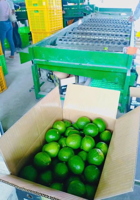 Seedless Lime Packaging 4,5kgs - 5kgs - - Image 6