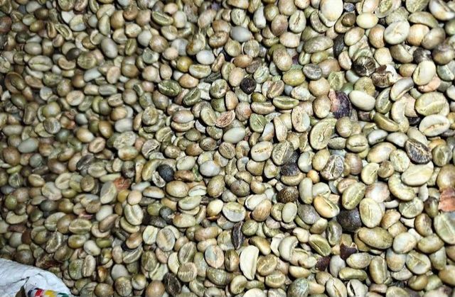 Robusta coffee beans - Image 7