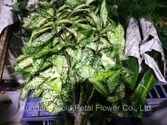 Fresh Cut Leaves Star Leaves Feature Fresh Model NO. 067 Material Nature Style Wholsales HS Code 06031900 Type Star - Image 2