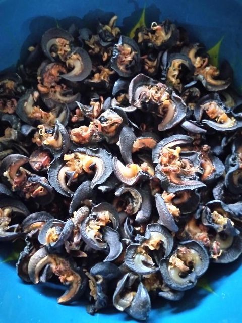 Bulk Dried snail meat wholesale suppliers, Wholesalers Of snail meat bulk supply, Salty Dried African Snails 25kg - Image 4