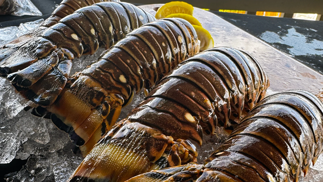 Premium Bulk Frozen Whole Spiny Lobster Wild Caught Ocean Fresh Seafood For Restaurants Catering Wholesale - Image 4