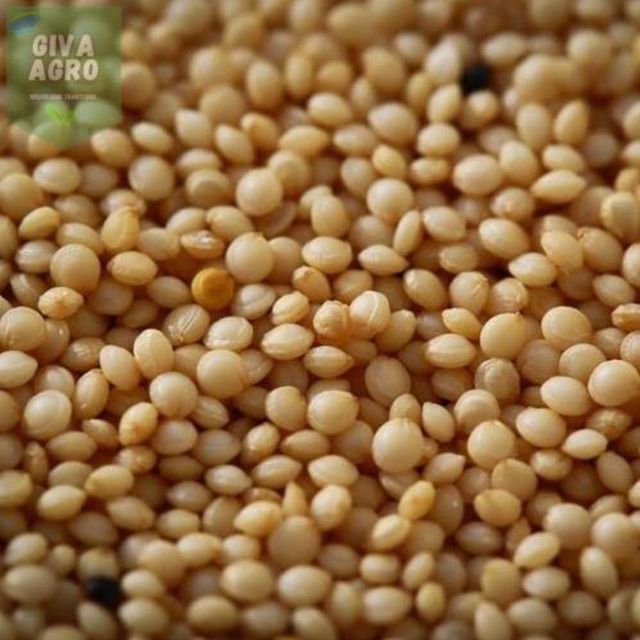 Amaranth Seed - Image 1