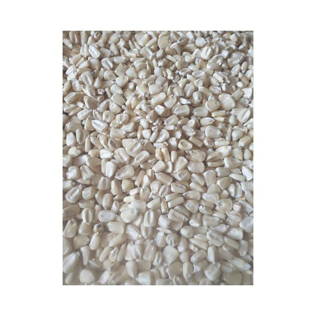Wholesale white maize supply direct from top producers Grade A Features Gluten-Free, Organic Packaging Size > 1 kg to 5 kg, > 10 kg to 25 kg - Image 2