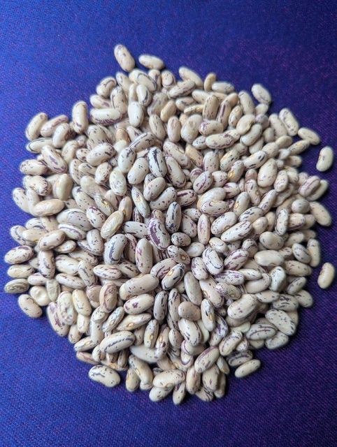 Sugar Beans Long Variety (LSKB) - Image 2