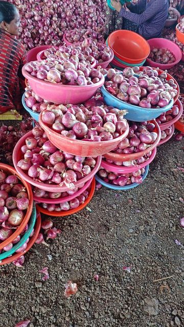 Fresh Onions Supplier |Wholesale Red, White & Yellow Onion Exporter - Image 4