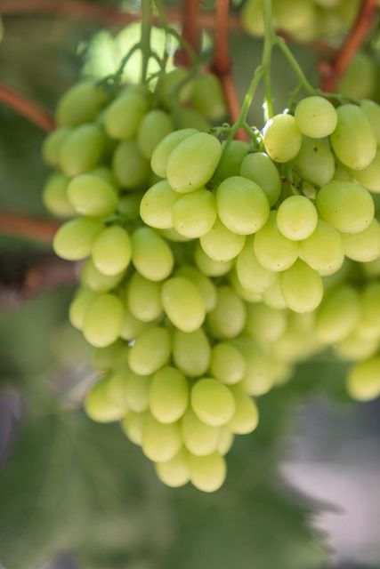 Premium Fresh Red, Black, and White Grapes - Image 2