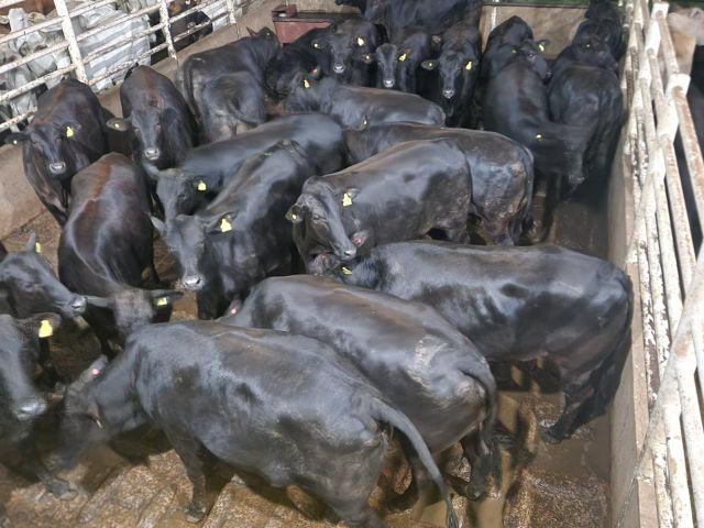 veaux d'abattage et d'engraissement Average Weight 600 Kg Fattening Weight 300 Kg Price Per Kilogram £3.90 Fob Breeds Hereford Brahman, Brangus - Image 1