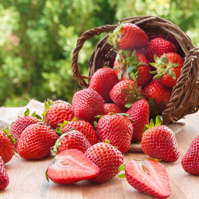 New Crop Top grade Fresh Strawberry - Juicy Sweet Red Strawberry/ Organic Garden Strawberry Fruit from Vietnam ready to export - Image 3