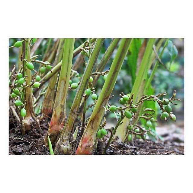 premium green elaichi cardamom pods for cooking baking sweets chai tea desserts and traditional recipes with authentic flavor rich aroma hygienically packed and carefully selected pods - Image 4