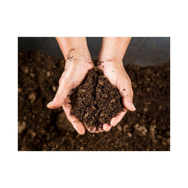 Wholesale peat moss available for potting soil and plant growth applications - Image 5