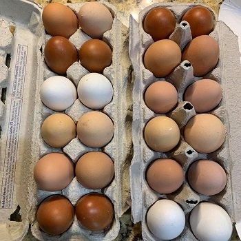 Fresh Chicken White Table Eggs - Image 3