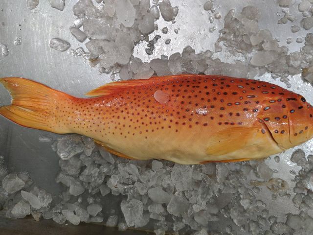 Red grouper - Image 4