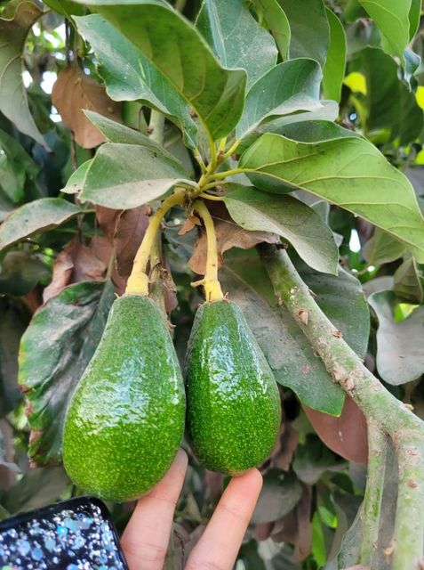 Avocado Fuerte - Image 1