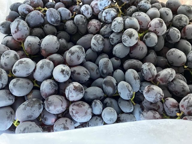 Black Seedless Autumn Royal Grapes CLASS 1 Export Quality from South Africa! NEW CROPS!! - Image 2
