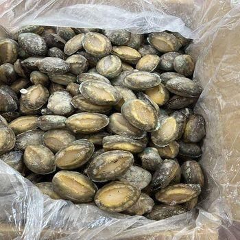 Frozen Abalone Frozen Seafood Wholesale Abalone with Shell Abalone - Image 3