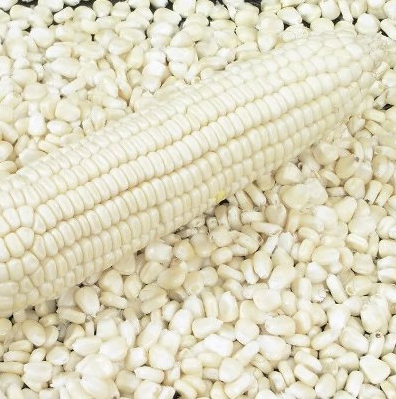 Corn (Maize) - Image 3