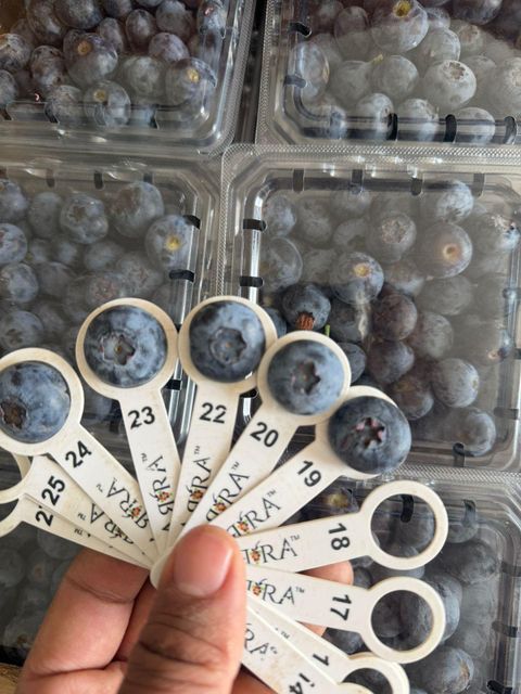 Fresh Blueberries for sale Organic Yes Origin South Africa Degree of Processing Fresh, Frozen - Image 3